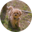 Maltipoo Puppies For Sale - Lone Star Pups